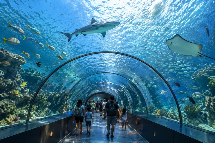 Visitors in an underwater aquarium tunnel with a shark and fish