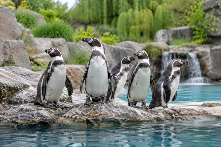Penguins beside a pool in a leafy zoo habitat