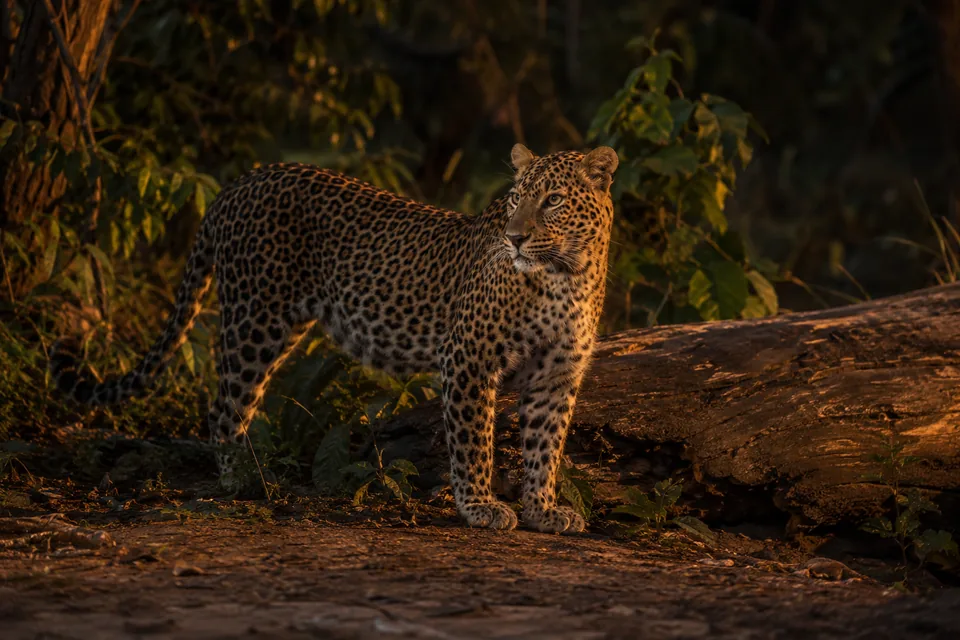 Leopard in a softly lit habitat after dusk