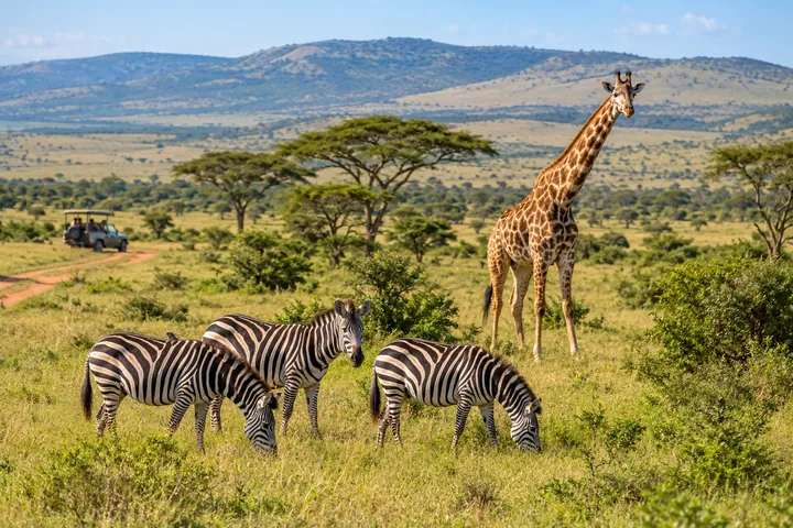 Zebras and a giraffe in an open grassy safari park