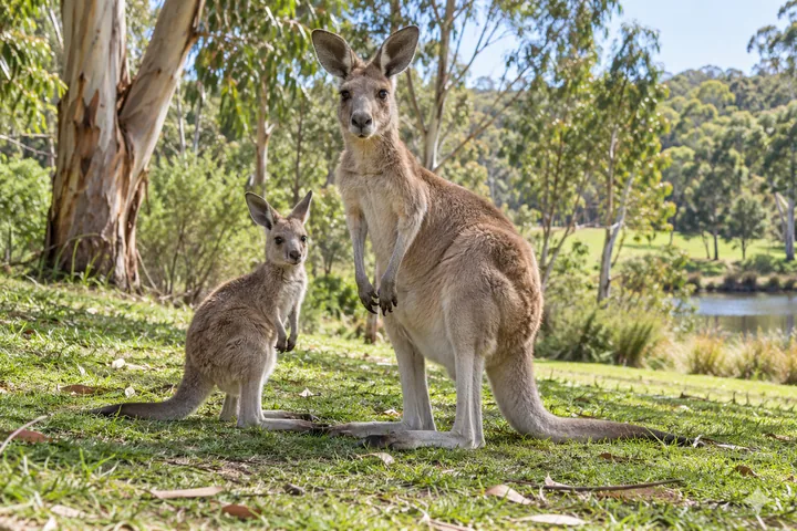 Kangaroos among eucalyptus trees in a wildlife park
