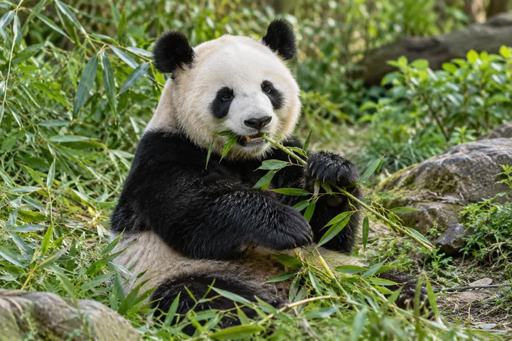 Giant panda eating bamboo in a green habitat